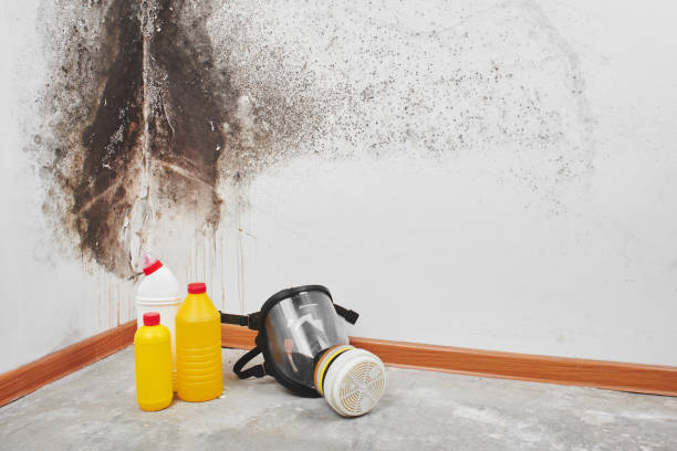 Best Mold Removal Near Me  in Andover, MN