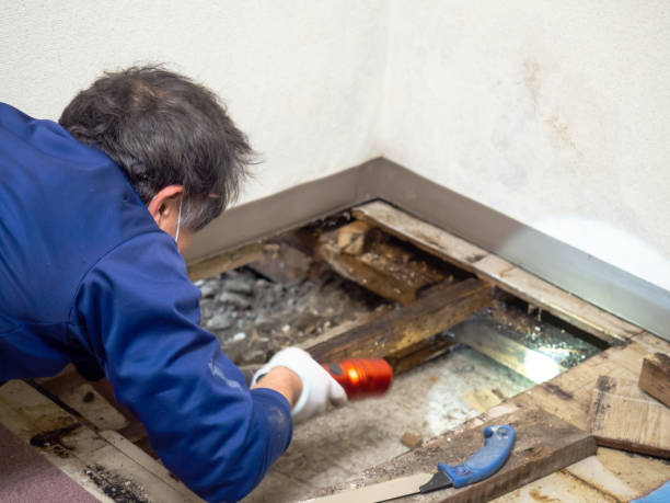Best Certified Mold Removal  in Andover, MN