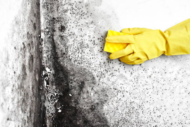 Best Black Mold Removal  in Andover, MN