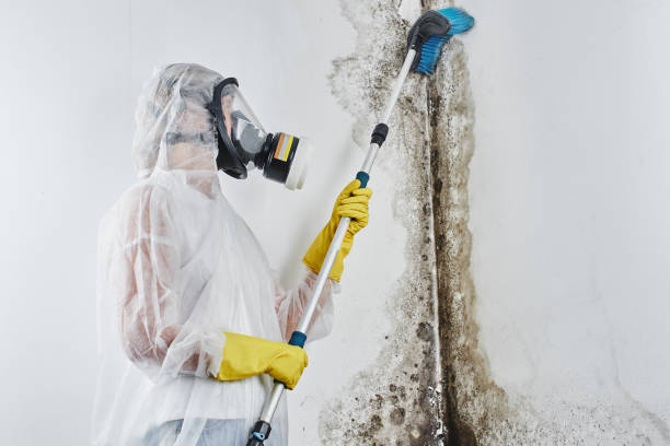 Professional Mold Removal in Andover, MN