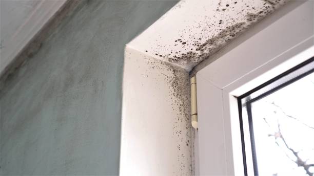 Best Attic Mold Removal  in Andover, MN