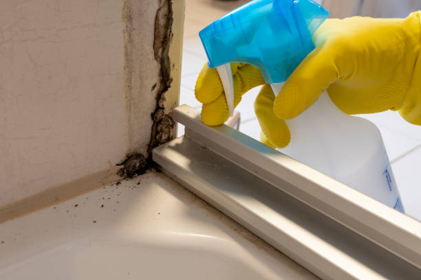 Best Fast Mold Removal  in Andover, MN
