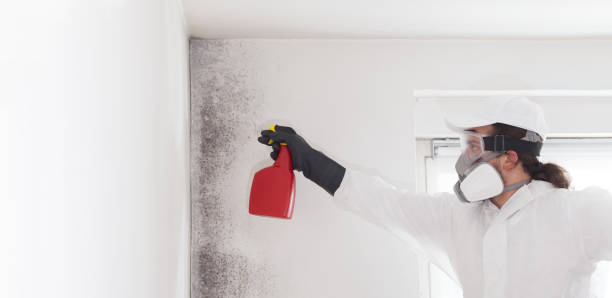 Best Professional Mold Removal  in Andover, MN