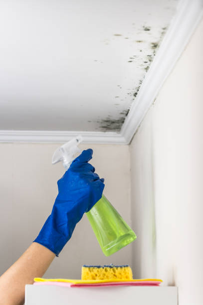 Best Affordable Mold Removal  in Andover, MN
