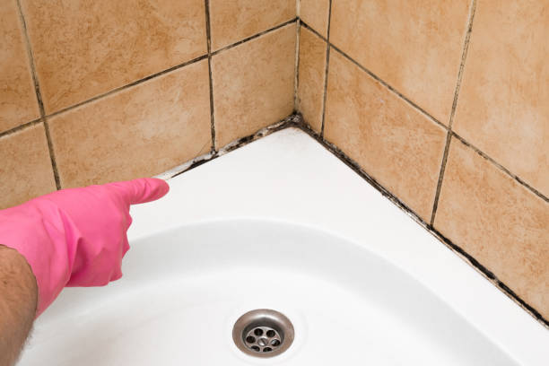 Best Mold Cleaning Services  in Andover, MN